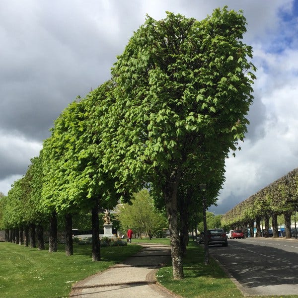 blois 1