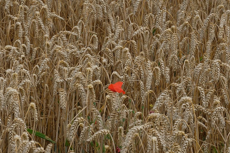Photo by Boudewijn Huysmans on Unsplash