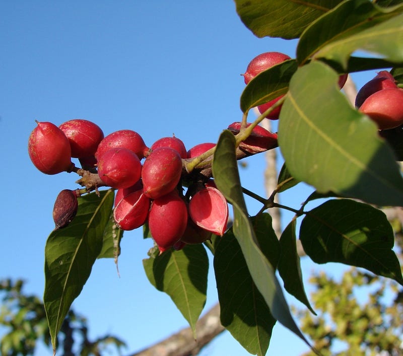 Get to Know a Cannabis Terpene: α-terpineol