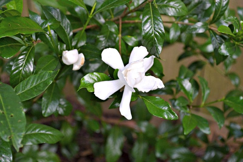 gardenias blooming