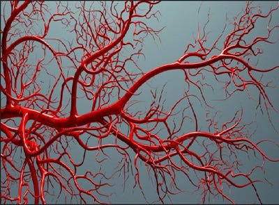 موفقیت دانشگاه امیرکبیر در ساخت داربست گیاهی برای تولید عروق خونی عروق خونی موفقیت دانشگاه امیرکبیر در ساخت داربست گیاهی برای تولید عروق خونی