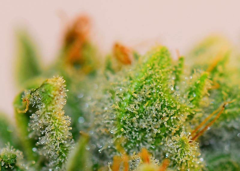 gorillaglue4_dope_october_0145