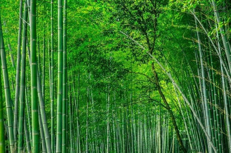 Thời gian tre trưởng thành để thu hoạch sản xuất sàn tre ngắn