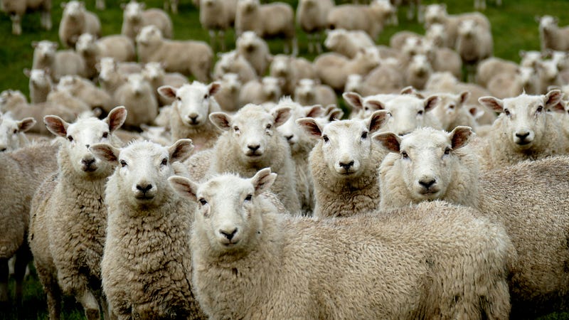 Herd Morality in Tech