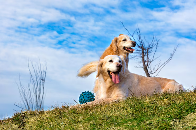 Two dogs smiling outdoors, showing friendly and happy expressions.