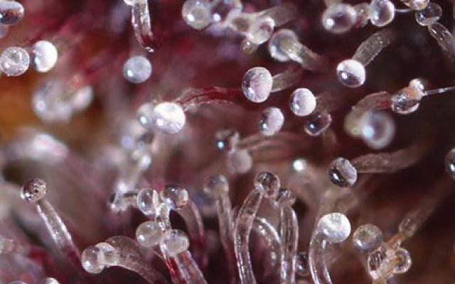 #710 #Throwback Blasters and the Art of Breeding: Concentrates.