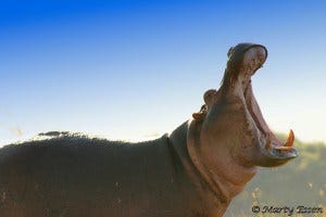 Earth Day: Cool Creatures Hot Planet