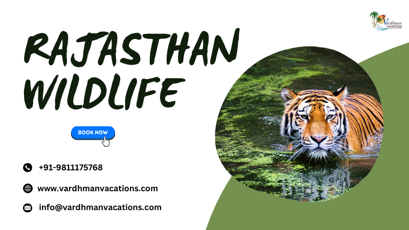 Rajasthan Wildlife Tour packages