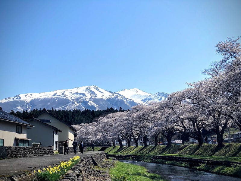 Nakayama Kasen Park in Yuza Machi with cherry blossoms along the river and Chokai-san (Mt. Chokai) covered in snow.