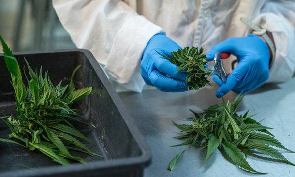 #Cannabis helps my epileptic son. If only we had known sooner  #MME #marijuana #epilepsy #cbd