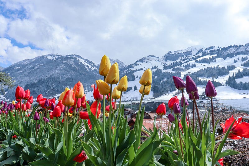 Colorful flowers in the foreground with mountains in the background.