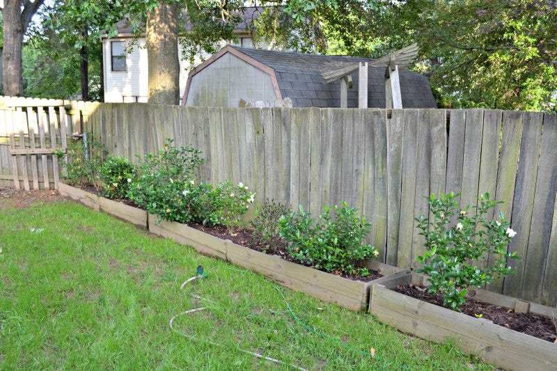 gardenia garden beds starting to grow in