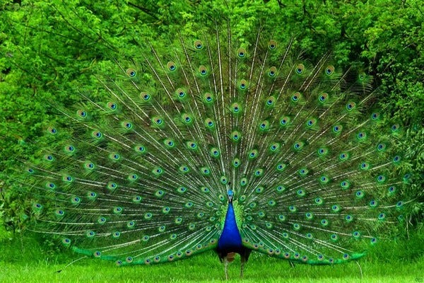 Peacock dances before the rains come in monsoons