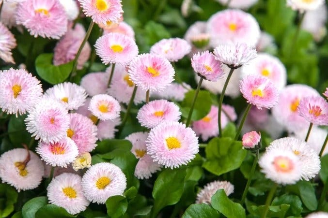 Daisies Meaning, Symbolism, Types & Stories with Each Petal