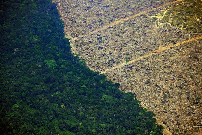 Arial shot of edge of forest as it meets totally deforested land