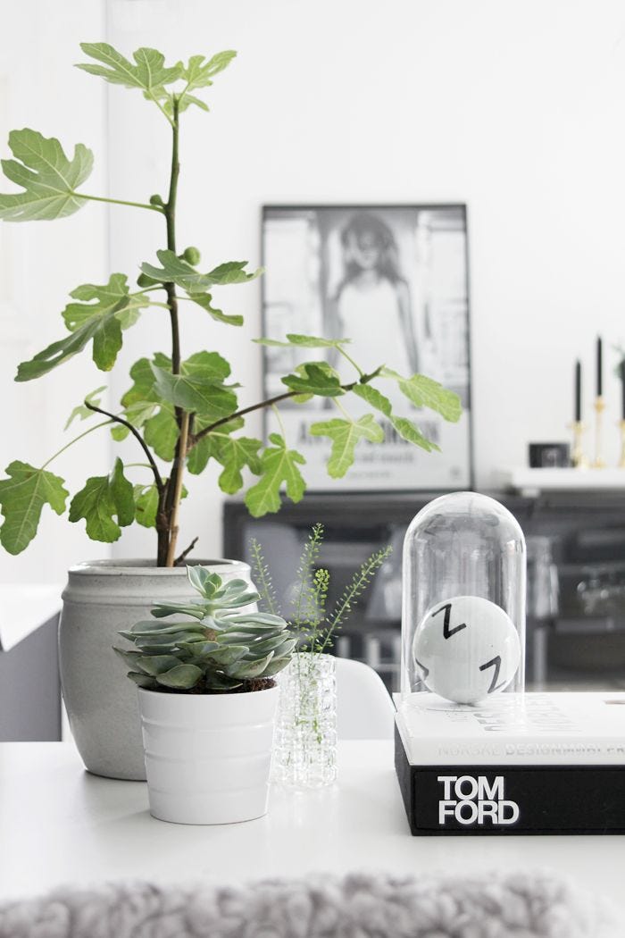 Let's Talk About Plants
