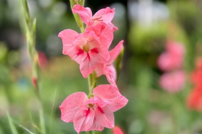 Best Anniversary Flowers by Year and What They Quietly Say