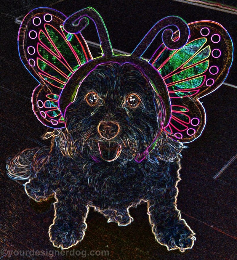 dogs, designer dogs, Yorkipoo, yorkie poo, digital art, pet portrait, butterfly