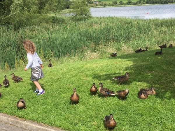 M chasing ducks on a recent trip up to Co. Monaghan