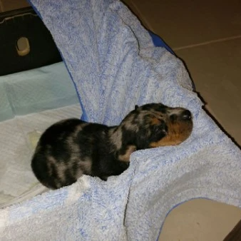 A 2 week old puppy with his eyes closed, lying on towels covering the corner of the box he is inside of. His face is up on the corner of the box.
