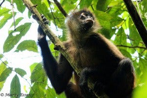 Earth Day: Cool Creatures