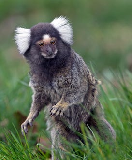 Marmoset (Callithrix Jacchus)
