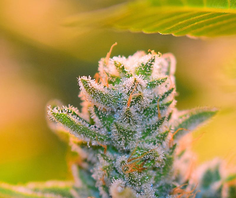 gorillaglue4_dope_october_1120