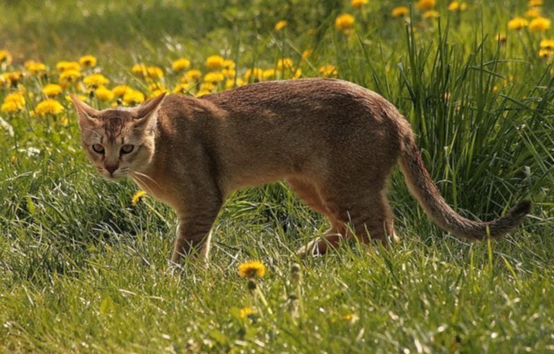 Хаузи — кошка с характером собаки