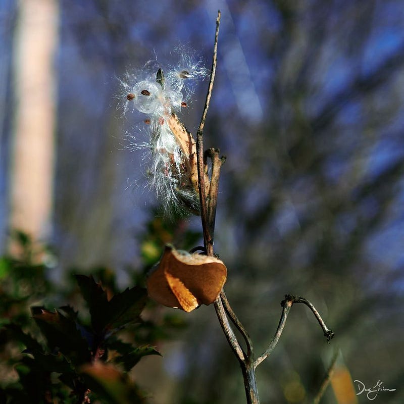 Writing and the Milkweed