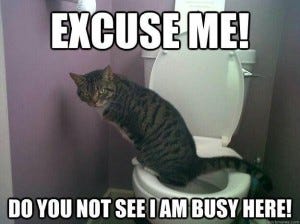 Cat in the WC