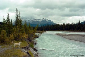 Earth Day Canada Camping with Dogs