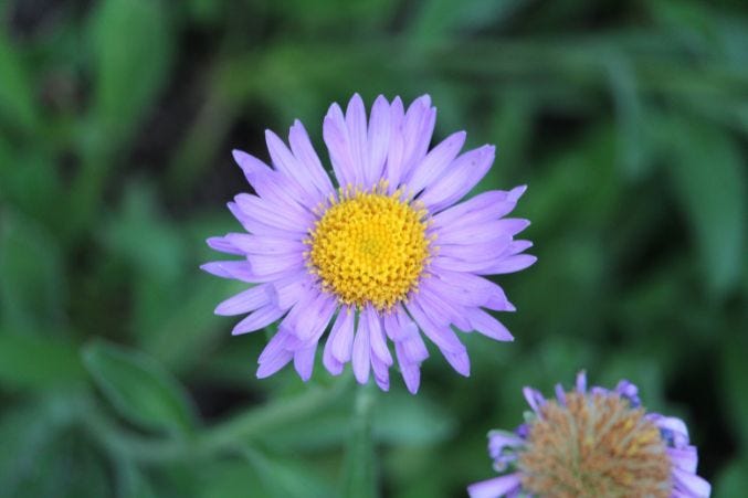 Best Anniversary Flowers by Year and What They Quietly Say