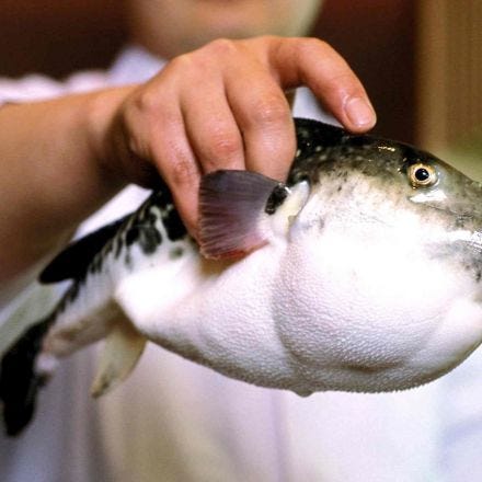 Last supper? Japan's diners divided over killer puffer fish