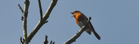 Singing Bird