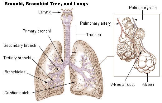 Cannabis and Aspergillus: Exploring Medical Case Studies