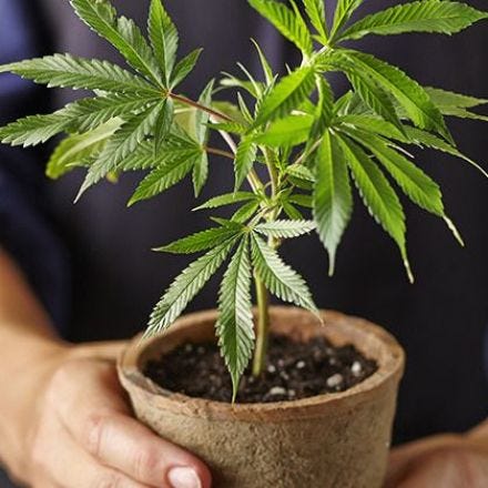 Going to Pot