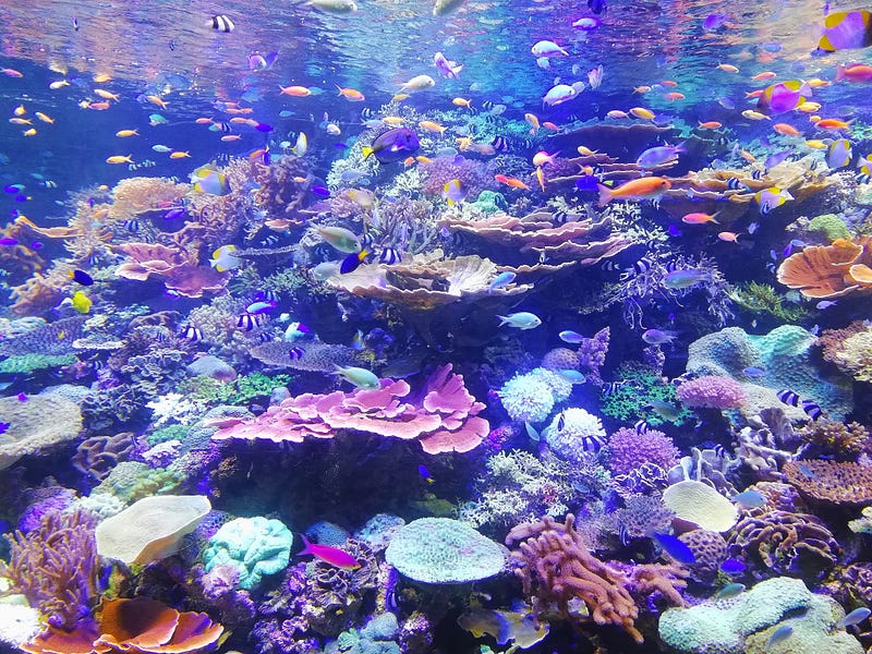 A shallow coral reef is amazingly brightly colored. There are fish in orange, gray, white, yellow, purple, orange, and more. Below them are plates and mounds of coral in pink, yellow, green, brown, and more.