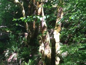 forest