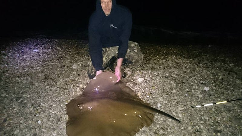 Stingray2