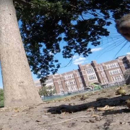 A squirrel stole a GoPro, took it up a tree, and you can watch it all POV
