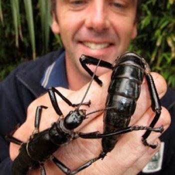Dryococelus australis was thought to be extinct since the 1920s but was recently rediscovered on a volcanic island in the South Pacific
