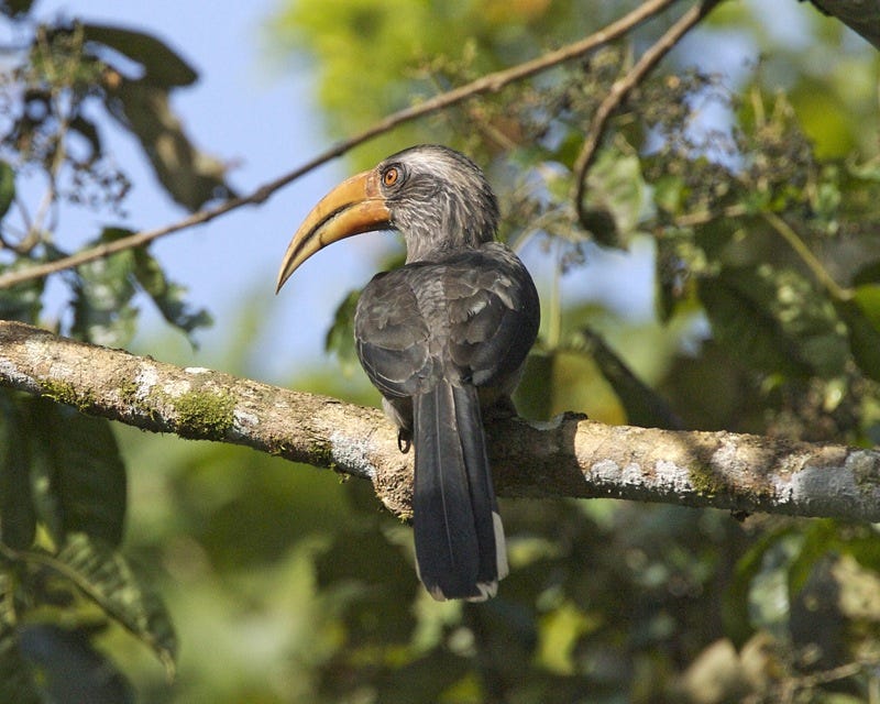 Thattekad Bird Sanctuary