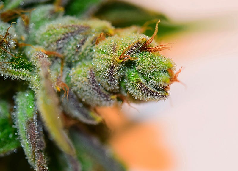gorillaglue4_dope_october_0731