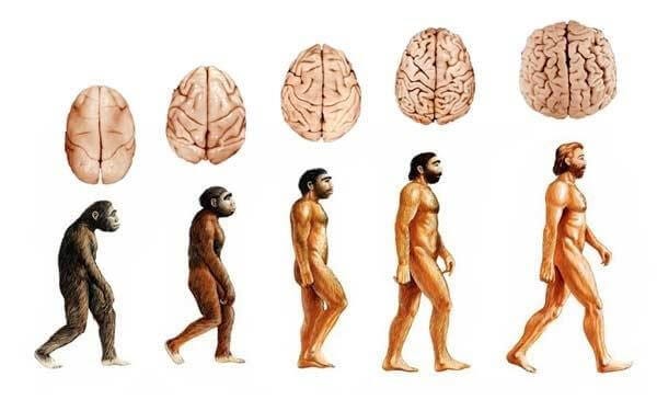 How Did The Evolution Of Consciousness Happen Thrive Global - 