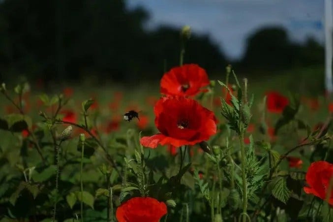 A Complete Guide to Red Flowers and Their Meanings
