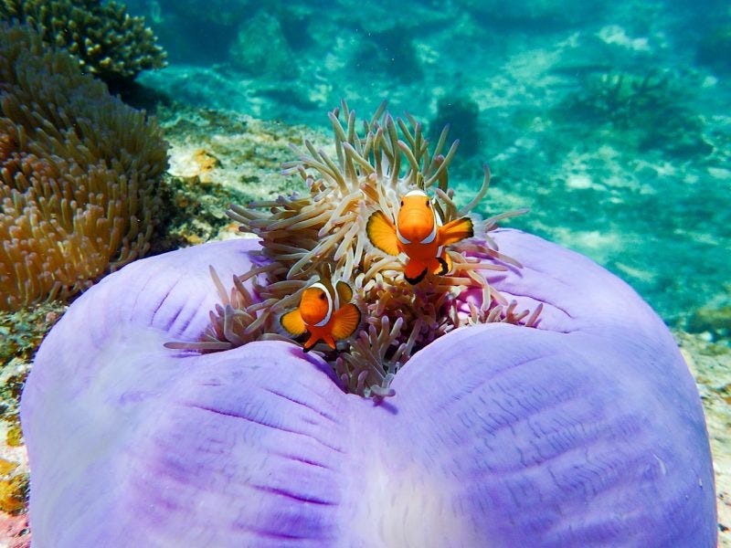 Snorkellling Tours