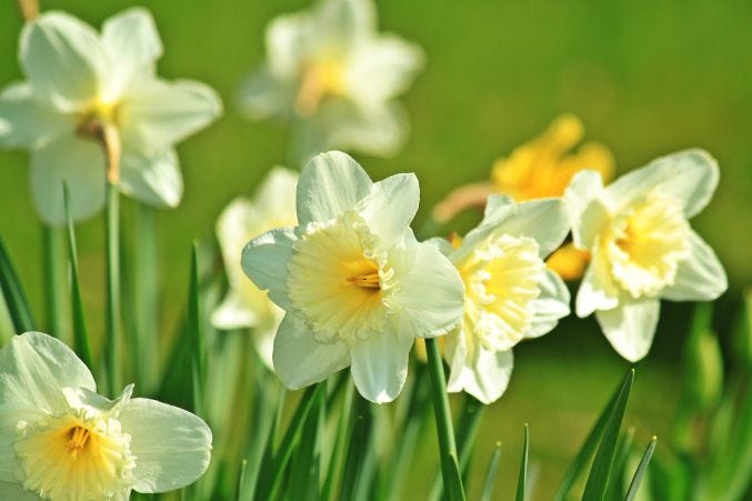 Best Anniversary Flowers by Year and What They Quietly Say