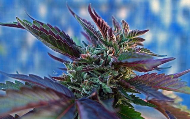 Shh. Grow Hack: Replace Noisy Air Pumps With This Silent Aerator.