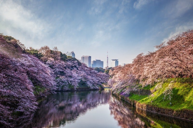 Cherry blossom trees reach their full bloom at Tokyo’s Chidorigafuchi Park