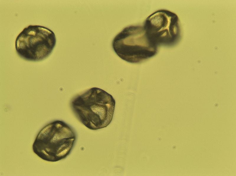 Birch pollen spores under a microscope.